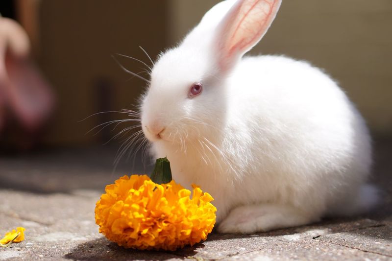 Close-up of white rabbit by marigold on sidewalk