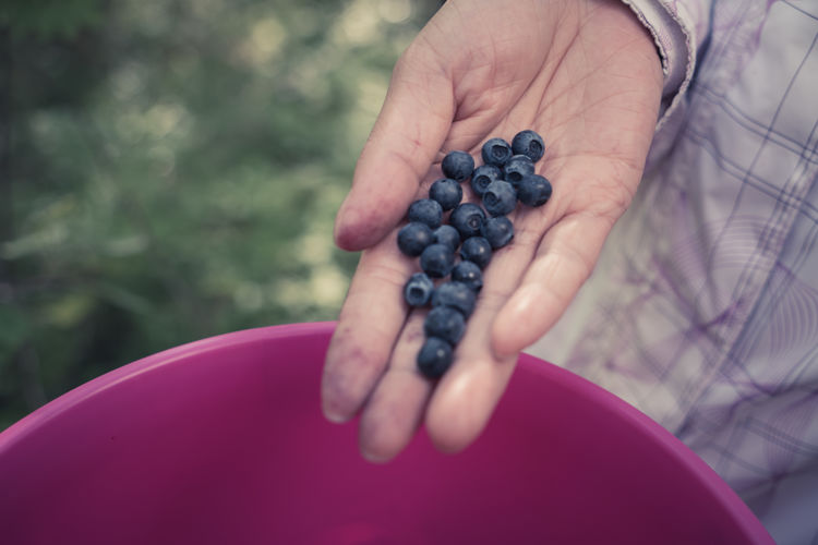 Cropped hand holding blueberries over bucket