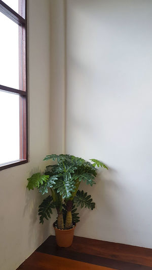 Potted plant on table against window at home