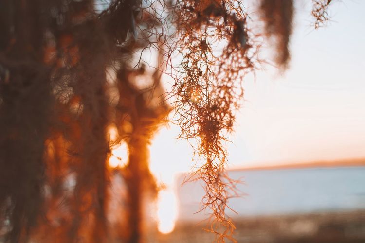 Close-up of plant against sky during sunset