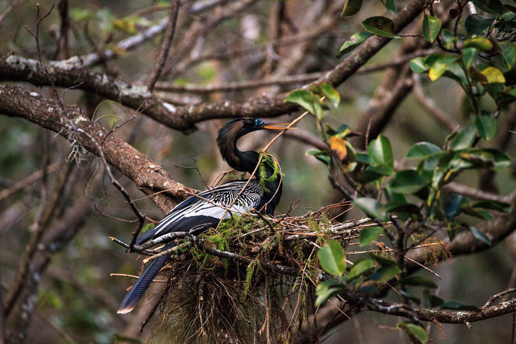 Female anhinga bird called anhinga anhinga and snakebird makes a nest as she prepares to lay eggs 