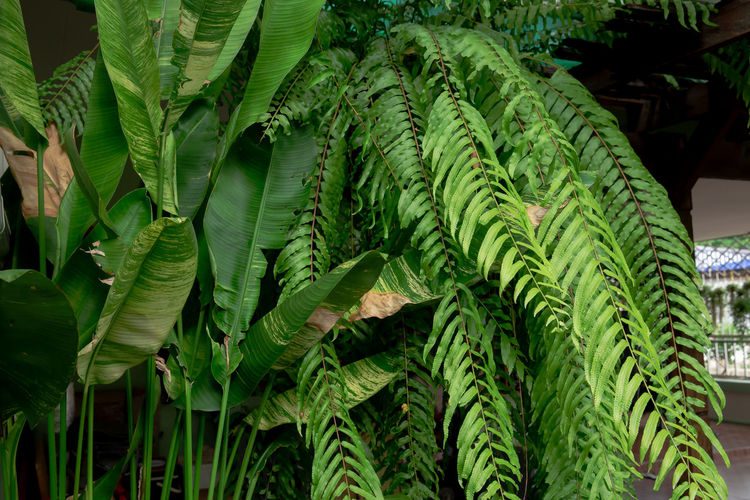 Close-up of fern leaves
