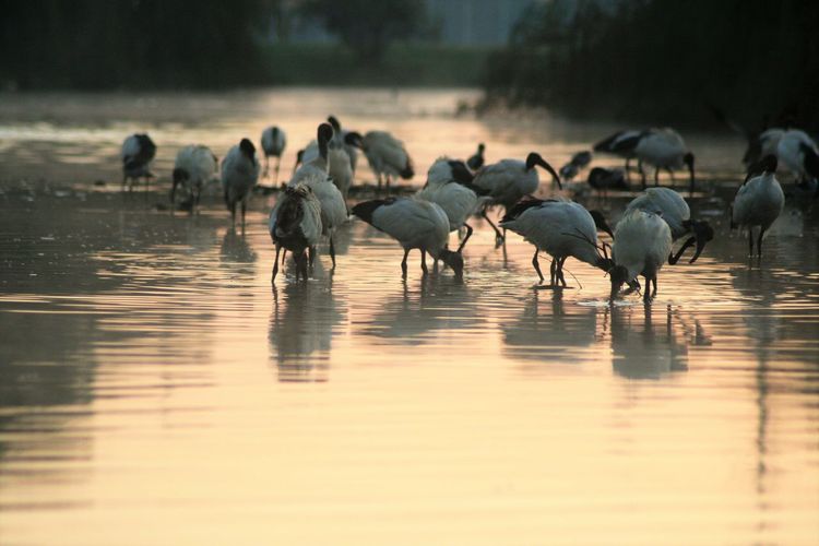 Close-up of ibis in water