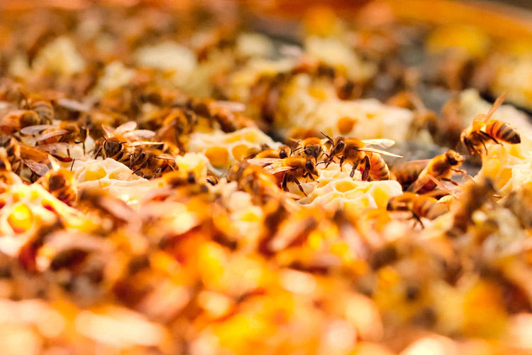 Close-up of bee on autumn leaves