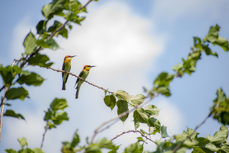 Low angle view of bird perching on tree against sky