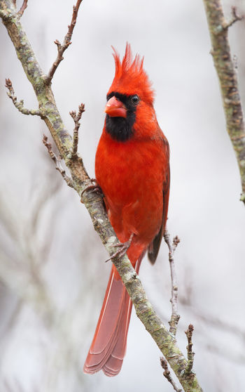 A male northern cardinal perched in a fruit tree