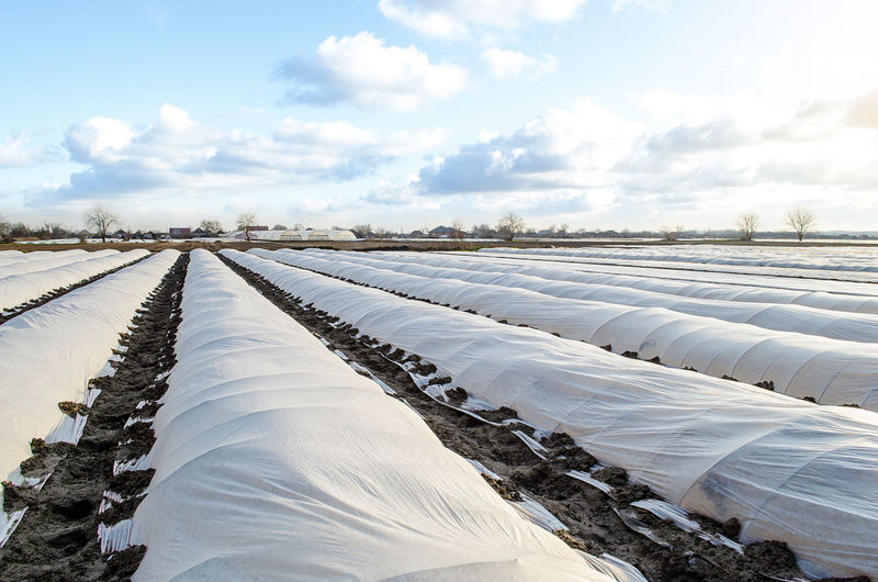 Farm potato plantation field is covered with spunbond spunlaid nonwoven agricultural fabric.