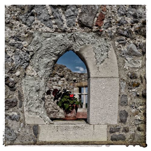 Plants growing on wall of old building