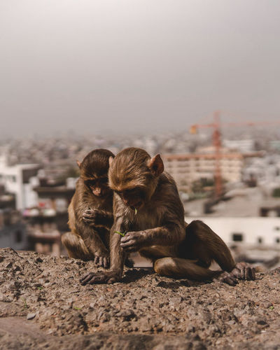 Monkeys sitting on ledge, against city sky