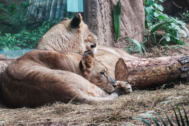 Lions resting in a zoo.