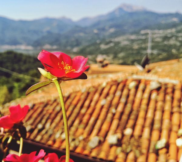 Close-up of pink flower against mountain