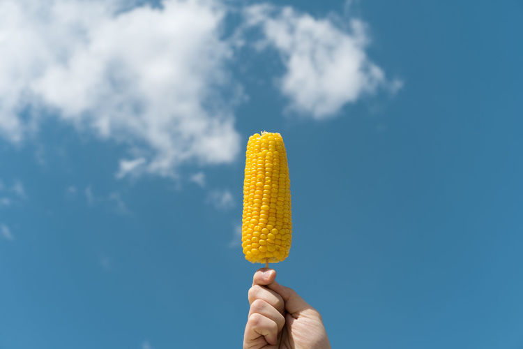 Close-up of hand holding corn against blue sky