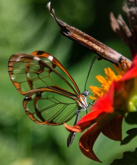 Close-up of butterfly pollinating on flower