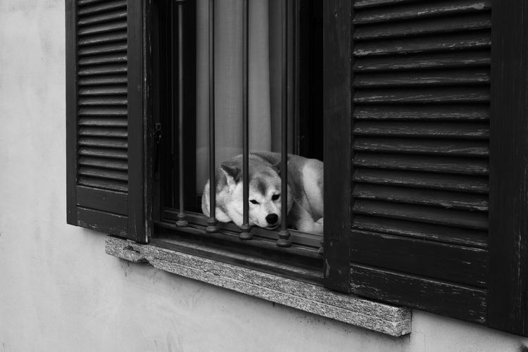 Portrait of a dog laying on a window sill