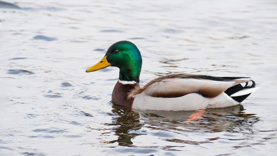Duck swimming on lake