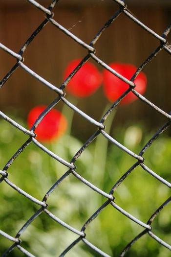 Close-up of red flowers near chainlink fence