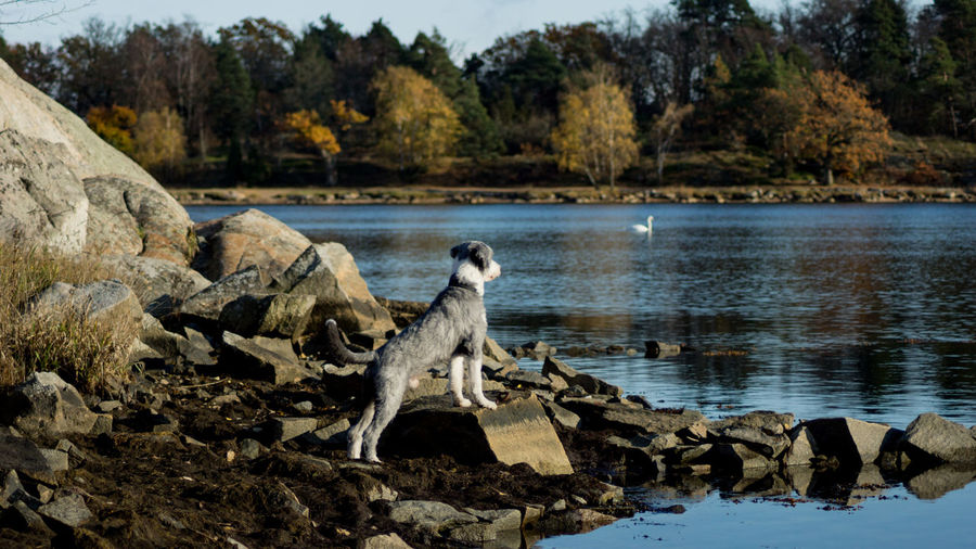 View of dog on rock by lake