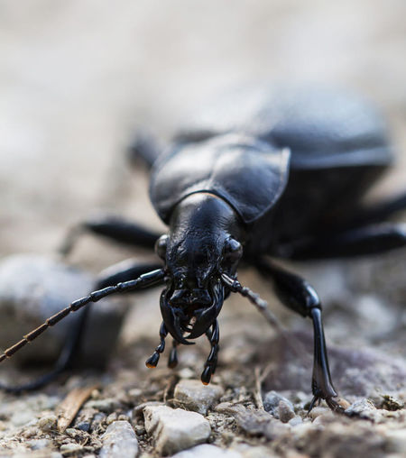 Close-up of insect on rock