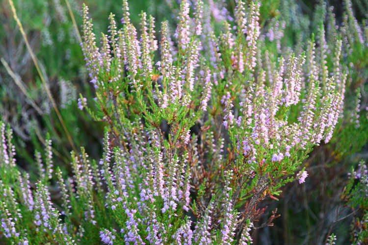 Close-up of purple flowering plants