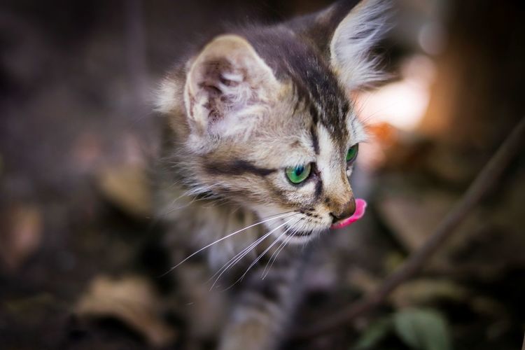 Close-up of a cat looking away