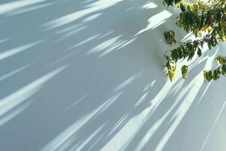 High angle view of flowering plants by wall