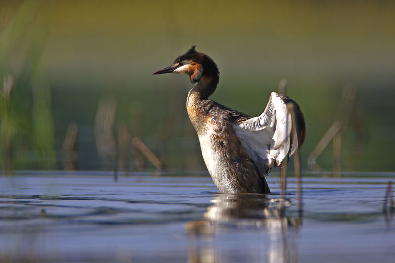 The great crested grebe on crna mlaka fishpond