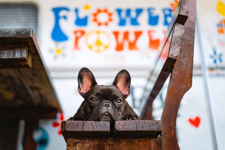Close-up of french bulldog dog sitting on wooden bench andlooking at camera