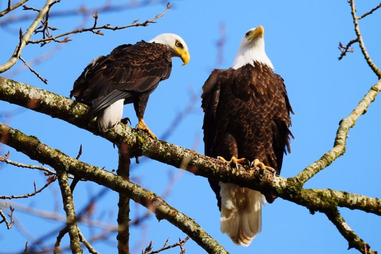 Low angle view of eagles perching on branch against sky