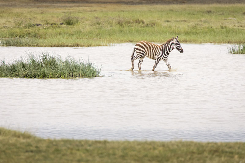 View of a zebra on the land