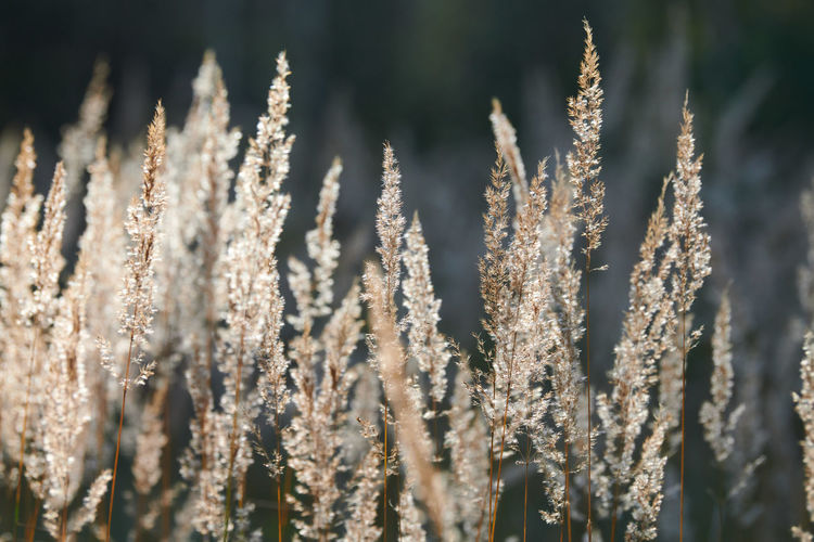 Close-up of stalks on field against blurred background
