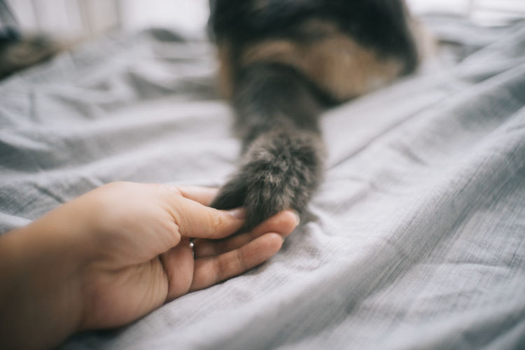 Cropped hand of person holding cat tail on bed