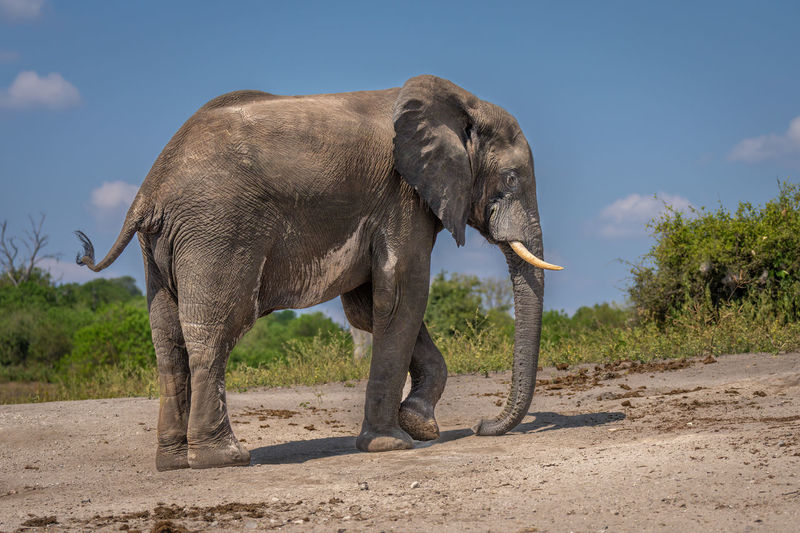 African bush elephant walks along sandy beach
