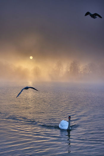 View of swan swimming in sea