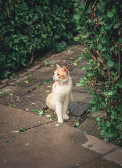 Cat on footpath by plants