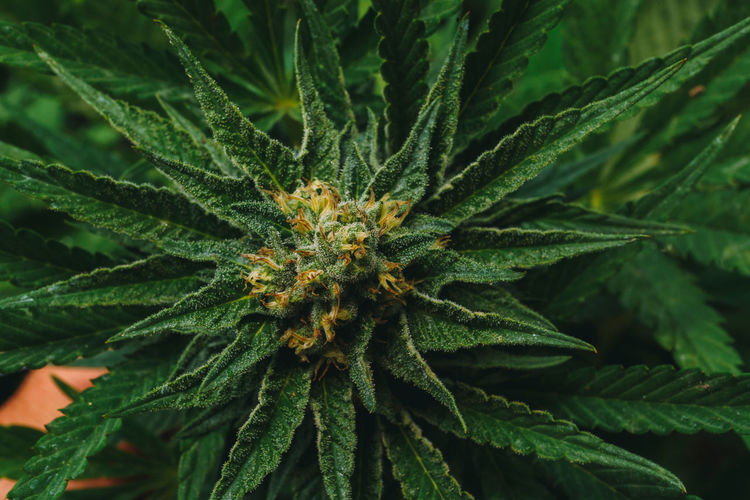 Marihuana plant close up details of flower
