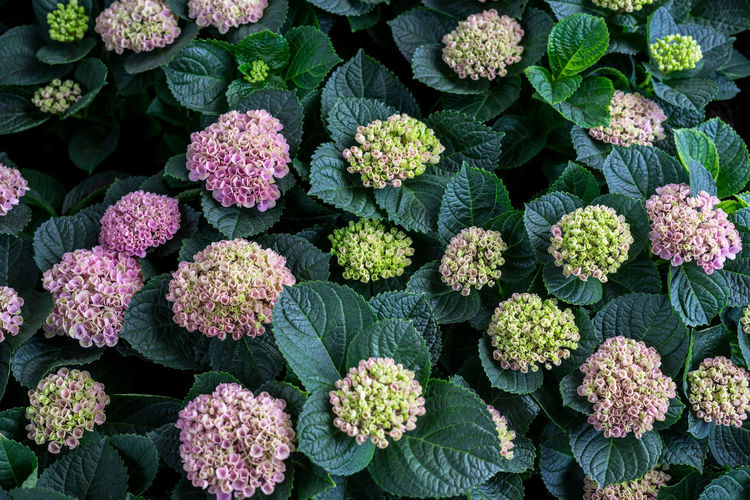 Full frame shot of flowering plants