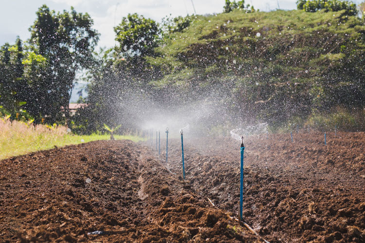 soil