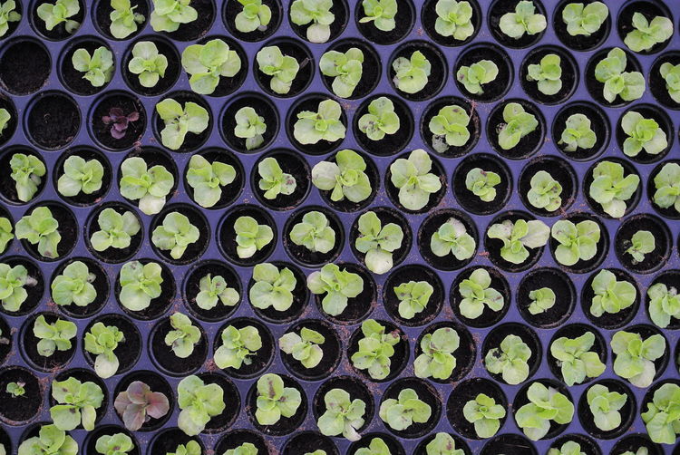 Full frame shot of lettuce growing in seedling tray