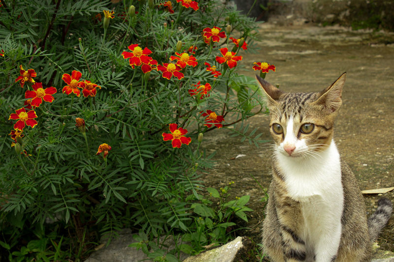 Portrait of a cat sitting on flower