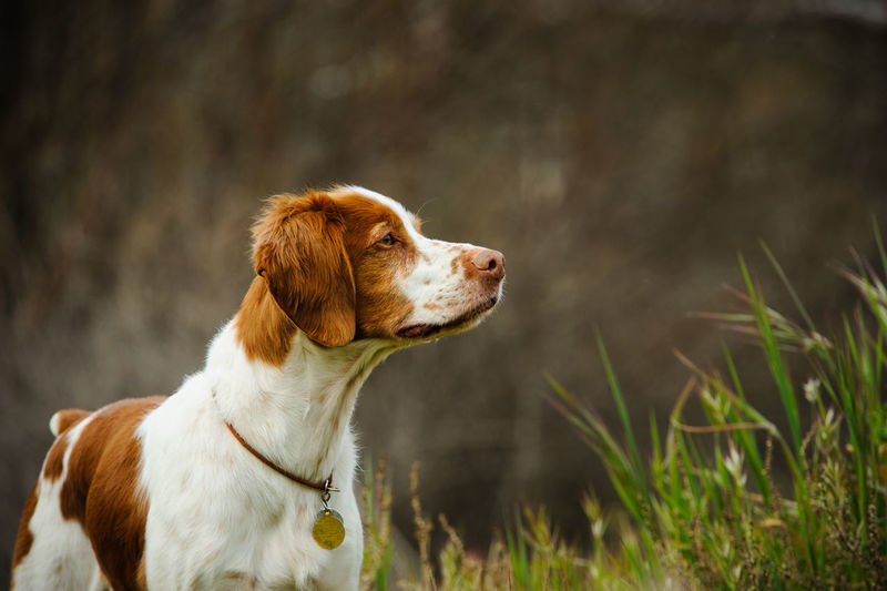 Brittany spaniel by plants