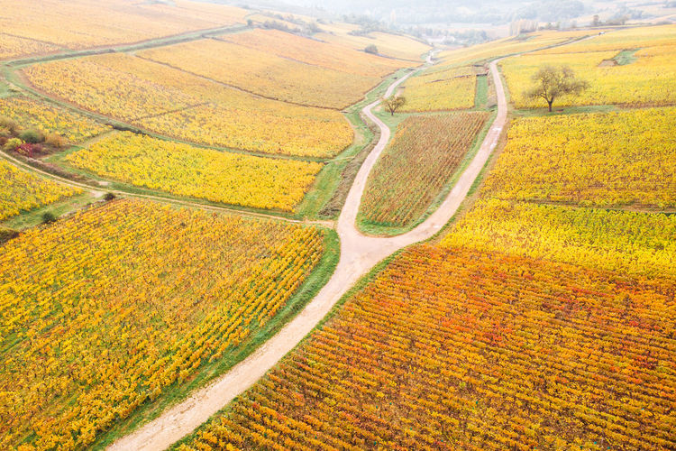 High angle view of agricultural field. aerial view of vineyard during autumn. 