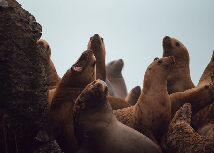 View of sea lions near rock