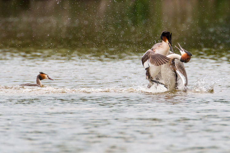 Two great crested grebe males at spring in eastbrookend country park in dahenham fighting for female