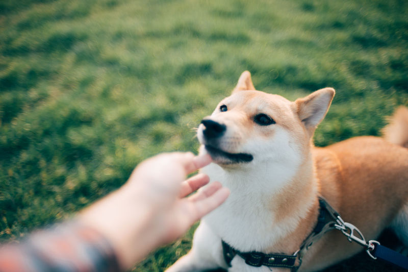 Cropped hand petting dog sitting on grassy field