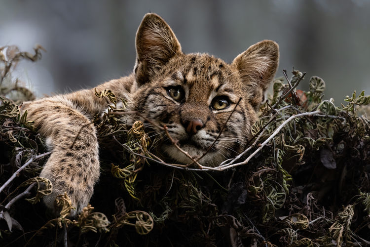 Young bobcat kitten in tree eyes open