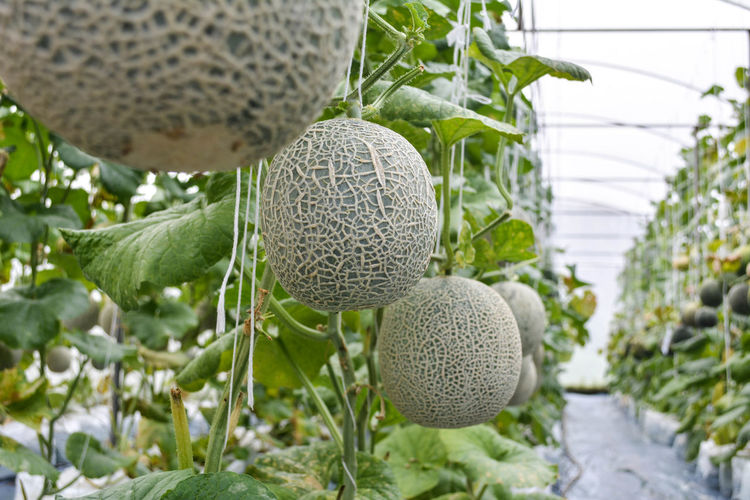 Honeydew melons hanging in greenhouse