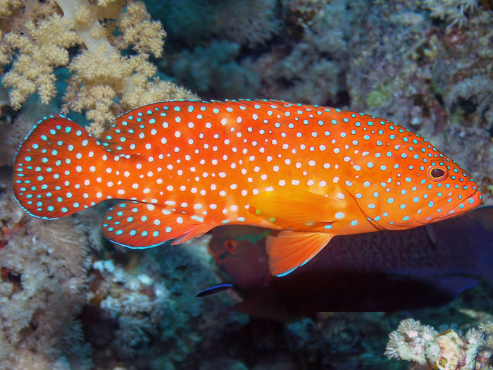 A coral grouper - cephalopholis miniata - in the red sea, egypt