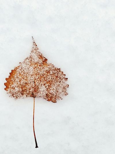 Directly above shot of autumn leaves on snow