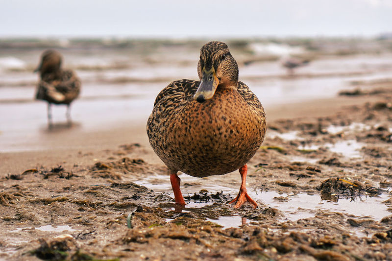 Mallard duck on beach