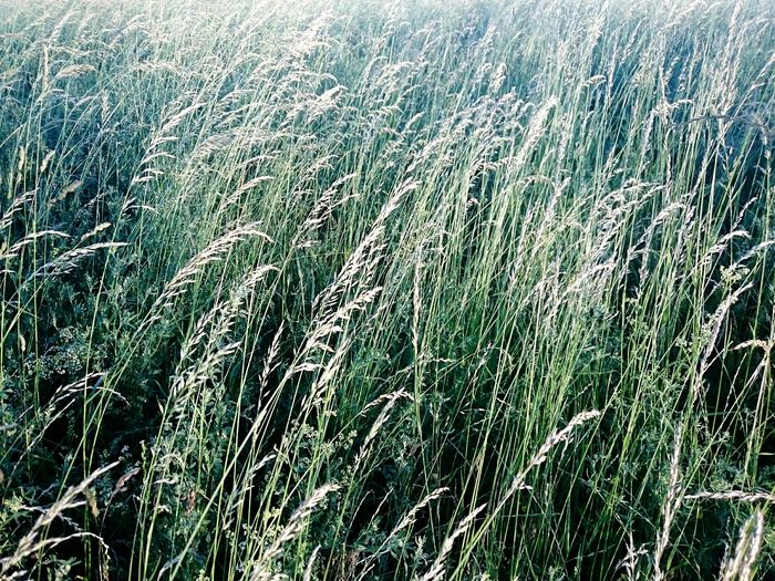 Full frame shot of grass in field